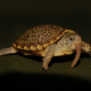 Desert Box Turtle