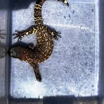 Beaded Lizard Well Started
