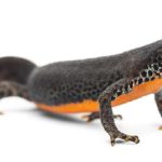 Alpine Newt