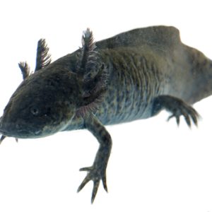 Axolotl