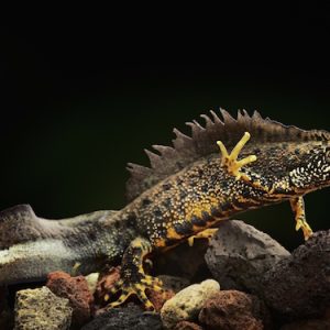 Crested Newt