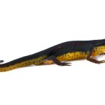 Eastern Newt