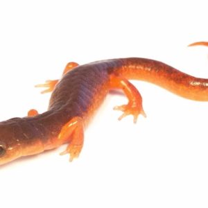 Ensatina Salamander
