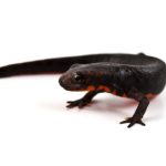 Fire Bellied Newt
