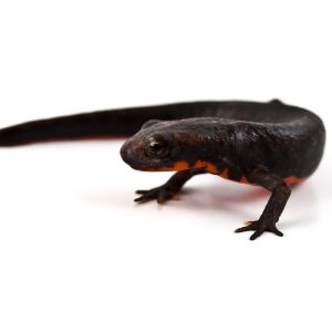 Fire Bellied Newt