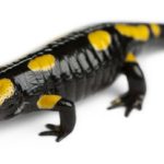 Fire Salamander