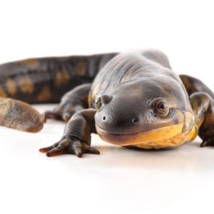Tiger Salamander