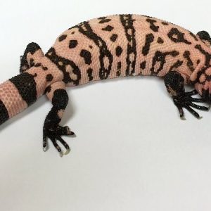 Gila Monster