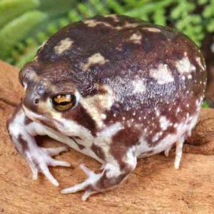 Common Rain Frog