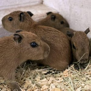 Capybara
