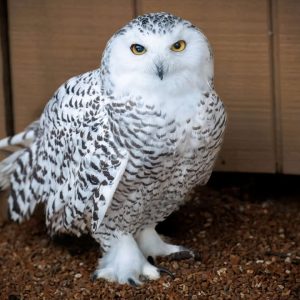 Snowy Owl