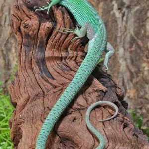 Green Keeled Bellied