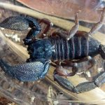 gigantometrus swammerdami